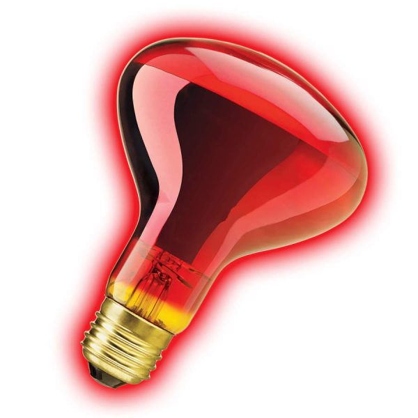 Zilla Incandescent Spot Bulbs Night Red 1ea 100 W Supply